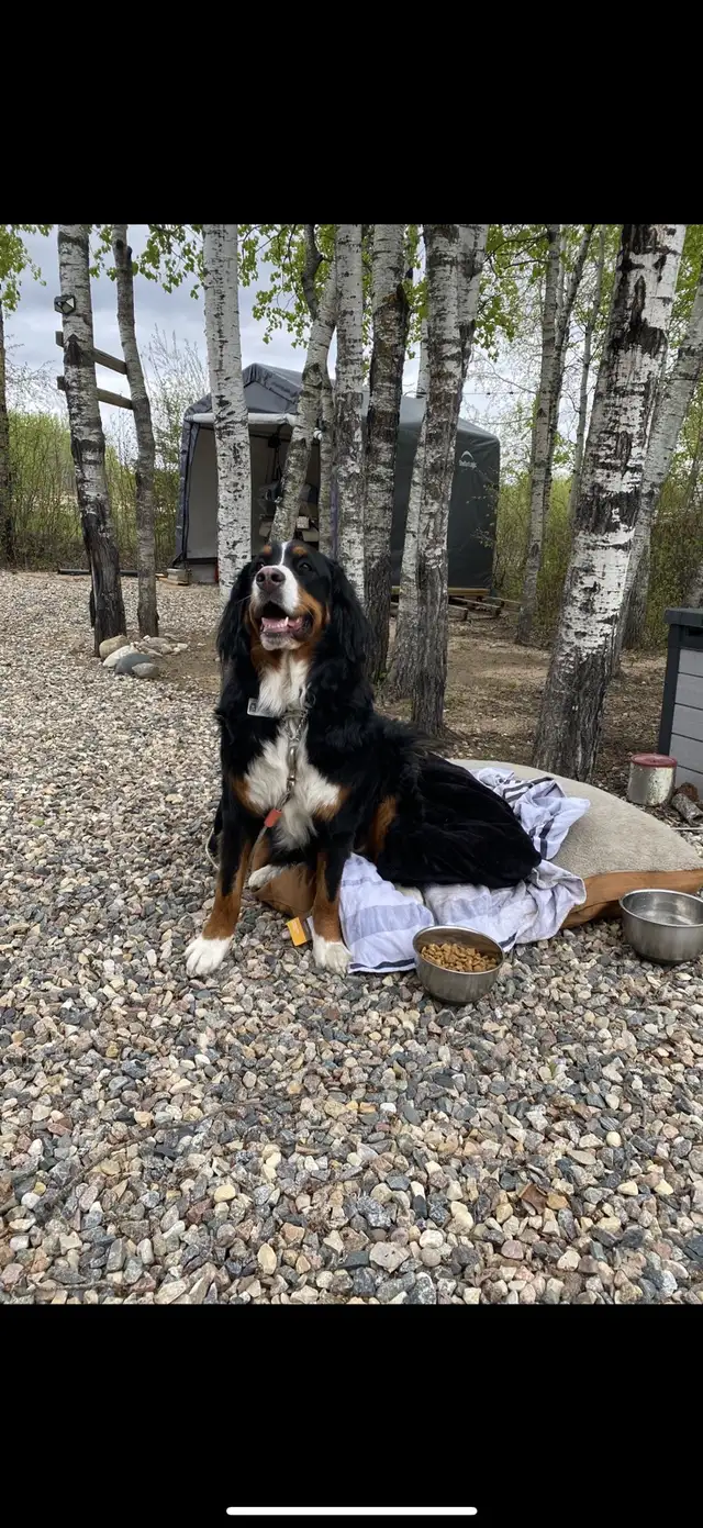 House Sitter/Rental in Alberta in Canada - Image 3