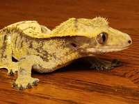 Female adolescent crested gecko. 31 grams