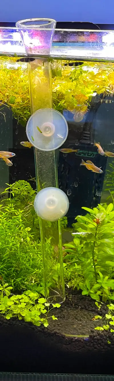 25cm Shrimp feeding tube and dish -$5 (Oakville), View more