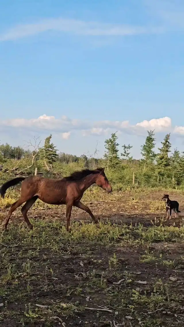 Half Andalusian yearling Filly in Horses & Ponies for Rehoming in Fort St. John - Image 5