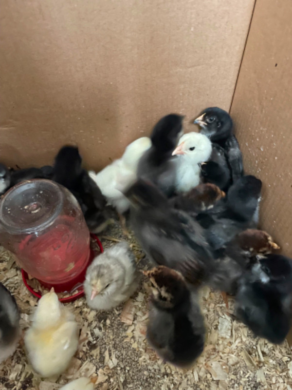 Week old chicks in Livestock in Charlottetown