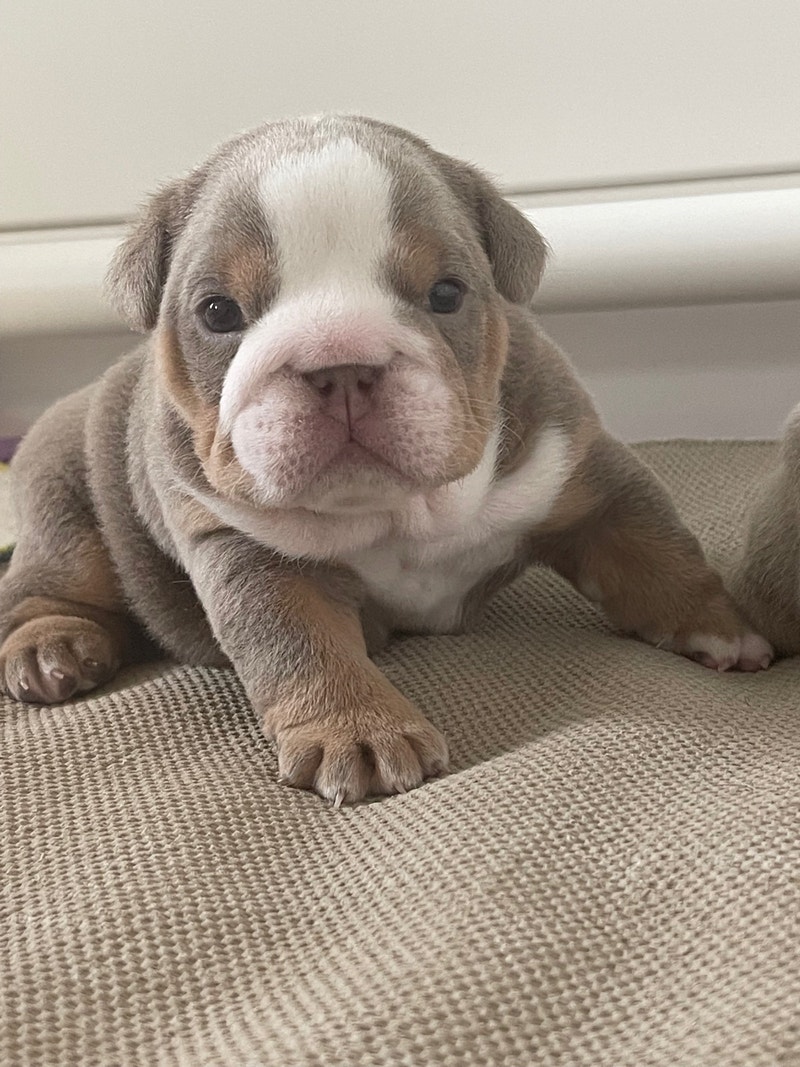 Purebred English Bulldogs Dogs & Puppies for Rehoming Winnipeg Kijiji