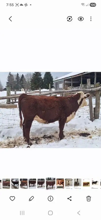 Hereford heifer coming year old. Off a quality registered dam and registered AI western sire. Can be...