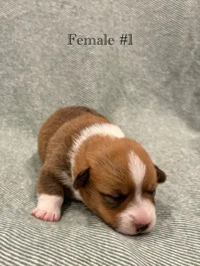 Purebred Pembroke Welsh Corgi Puppies for Sale, View more