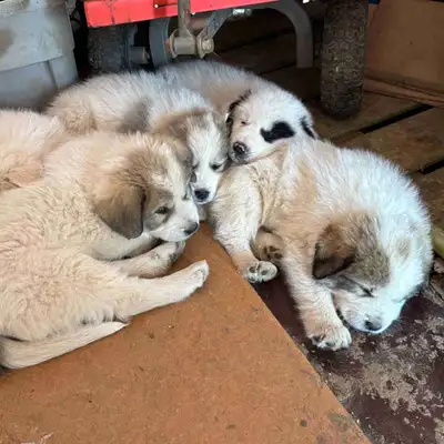Have 4 Great Pyrenees puppies. 2 females. 8 weeks at June 12 Will be dewormed and nails clipped. Mom...