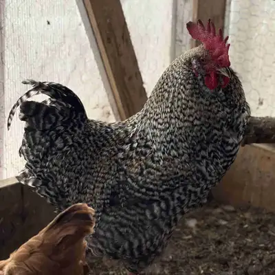 Rooster For Sale, View more