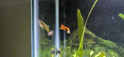 Fancy Guppies - 6 Female and 4 Males, View more