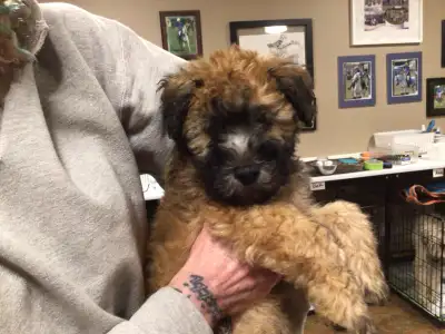 Wheaten Terrier Puppies, View more