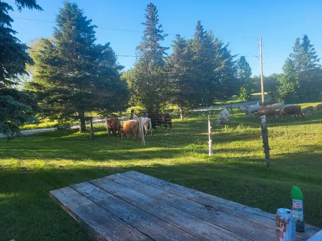 Naturally raised pork & beef in Livestock in Pembroke - Image 2