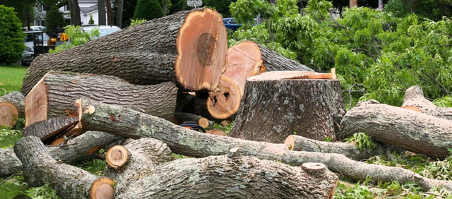 NOW HIRING – TREE SERVICE & SNOW REMOVAL CREW in General Labour in Oshawa / Durham Region - Image 3