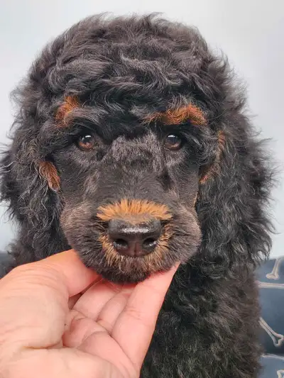 Foreverly Poodle - SOLD, View more