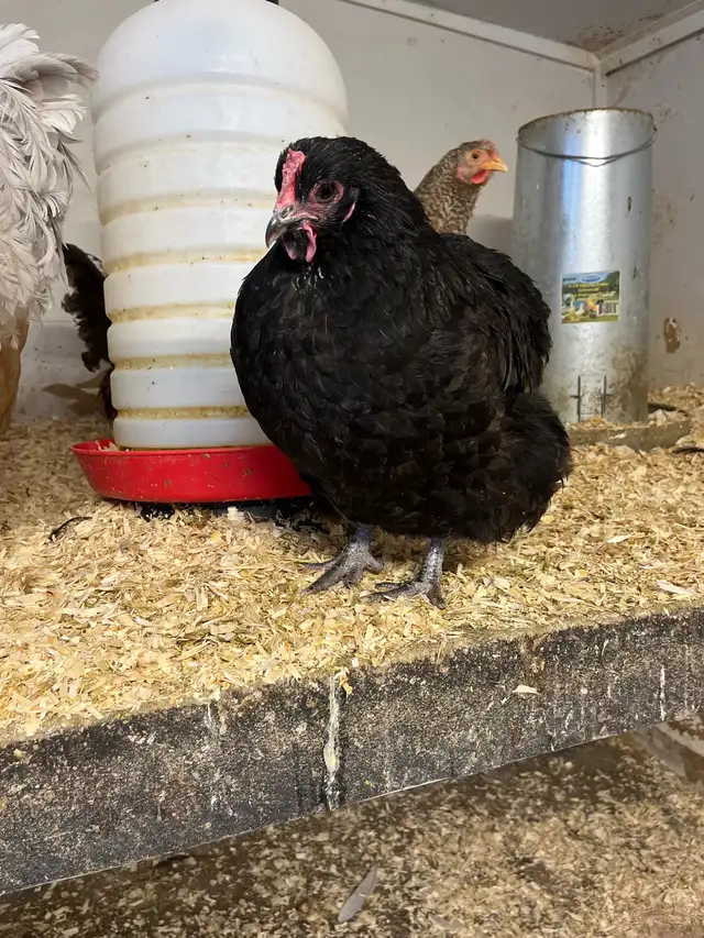 Poule Orpington et Jersey Giant in Clothing, Shoes & Accessories in Laurentides - Image 3