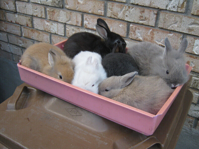 Lapins miniatures. dans Animaux de ferme  à Laval/Rive Nord