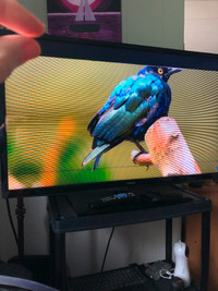 40" LED TV for pets