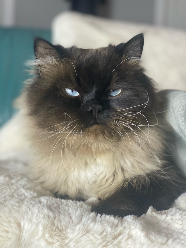 1.5 year old male Himalayan cat in Cats & Kittens for Rehoming in Kawartha Lakes - Image 2