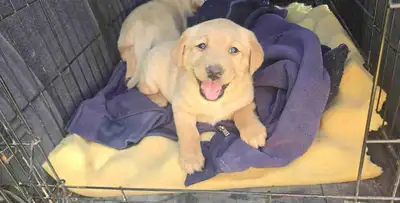 purebred Labrador puppies for sale, View more