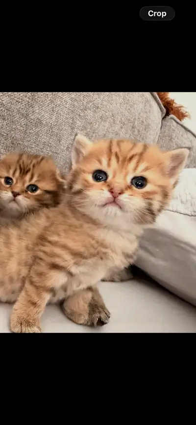 Purebred British Shorthair Kittens ready for new home , View more