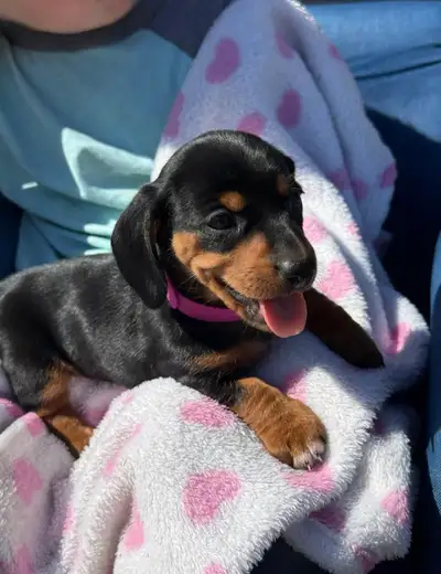 Dachshund puppies, View more