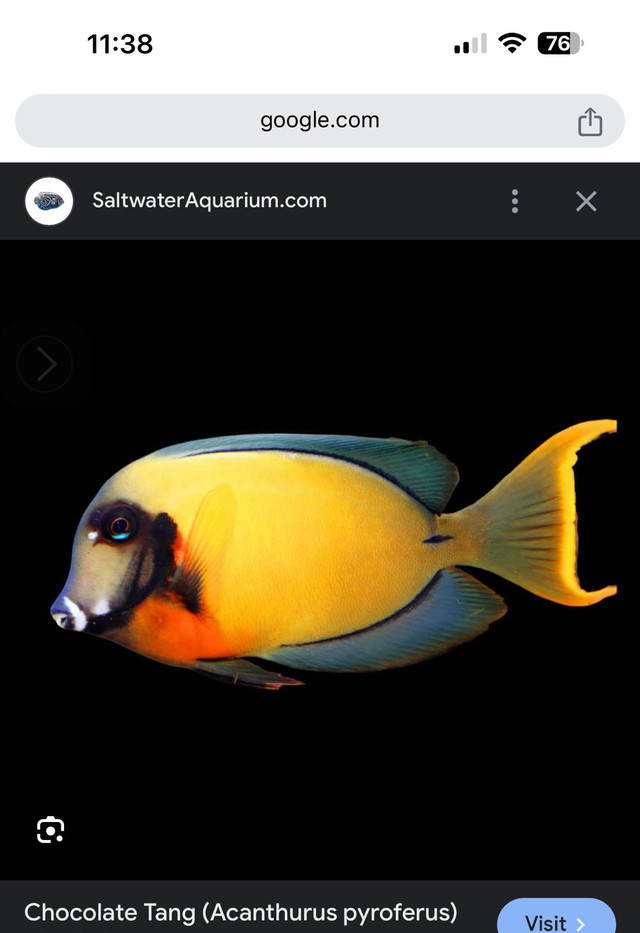 Chocolate Tang (Acanthurus pyroferus)/Chocolate Surgeonfish in Fish for Rehoming in Richmond - Image 3