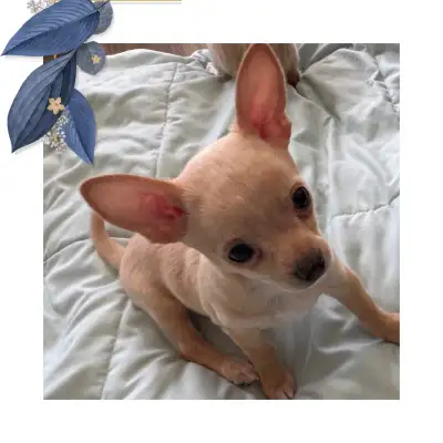 2 Male Home Raised Chihuahua Puppies – Small Parents – Pet Only, View more