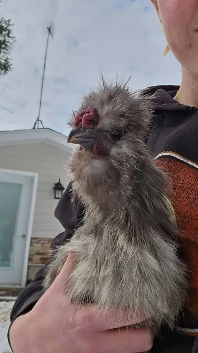 Free Silkie Roo, View more