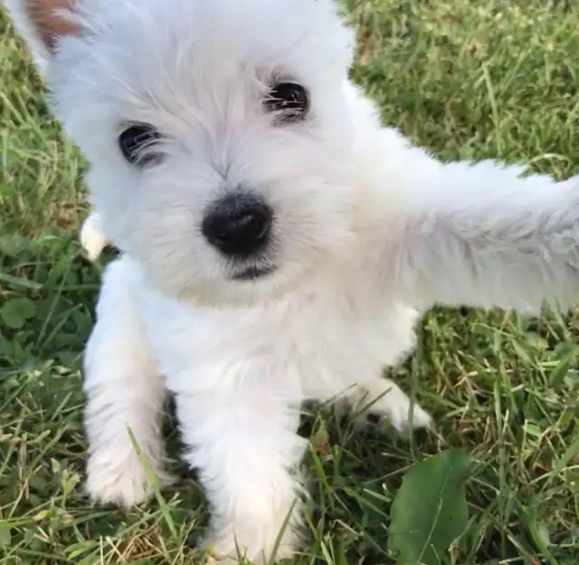 CKC registared West highland white terrier  in Dogs & Puppies for Rehoming in Kitchener / Waterloo - Image 2