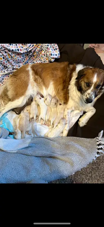 3 PUPPIES LEFT FOR SALE, View more
