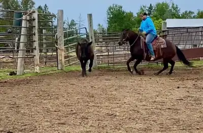 ♥️ High Heeled Dually ♥️ Registered AQHA Mare 8️⃣ yrs…old. This mare is absolutely a “Dream Mare” or...
