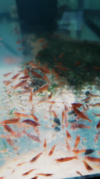 Shrimps for SALE! - Reds, Blues, Yellows and Mixed!