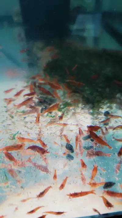 I'm selling some of my Neocaridina Shrimps - Reds, Blues, Yellows & Greens for $5 each. They are Hom...