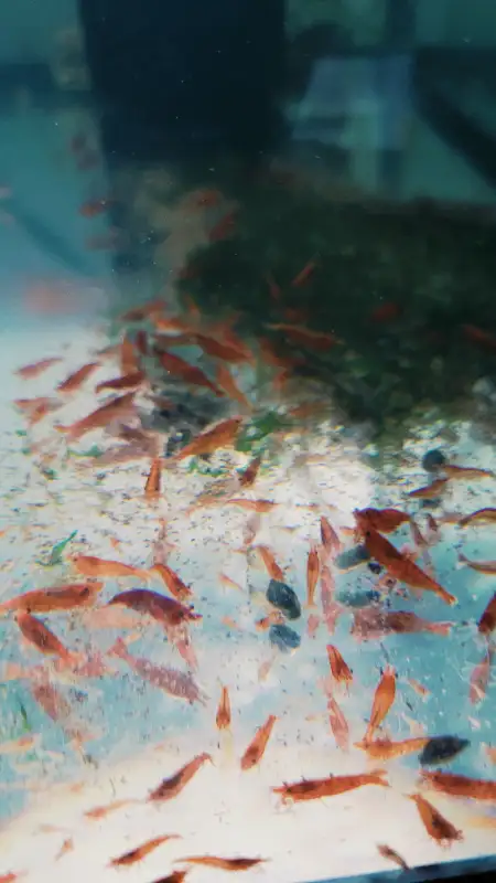 Shrimps for SALE! - Reds, Blues, Yellows, Greens and Mixed! in Fish for Rehoming in Woodstock - Image 2