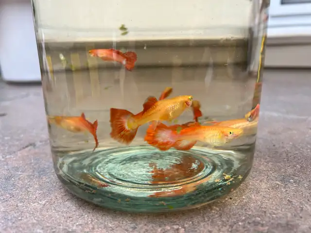 Selling 20 large size guppies for $60 in Fish for Rehoming in City of Toronto - Image 3