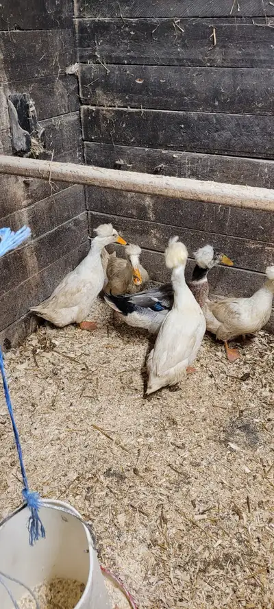 crested ducks, View more