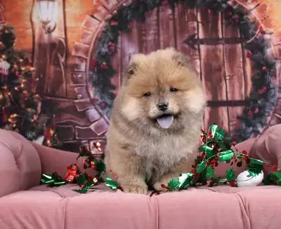 Chow Chow Puppy, View more