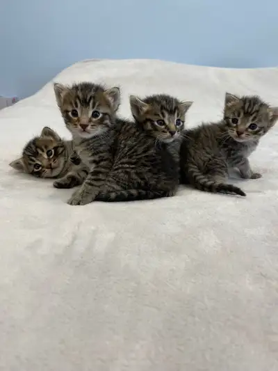 kittens for sale, View more