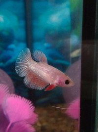 2 Bettas for Rehoming