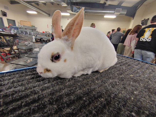 EXTRAORDINARY MINI REX BABY BUNNY RABBITS in Small Animals for Rehoming in City of Toronto - Image 3