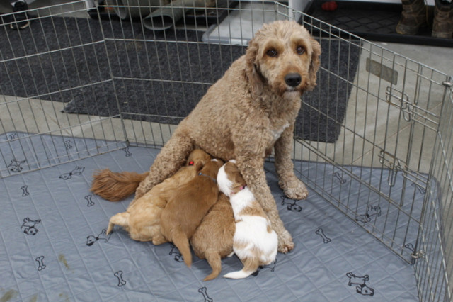 WAVENY GOLDENS - F1b Moyen Goldendoodle Male Puppies in Dogs & Puppies for Rehoming in Delta/Surrey/Langley - Image 3