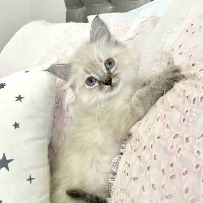 ⭐️❤️Ragdoll Kitten ❤️⭐️(647) 362-8118, View more