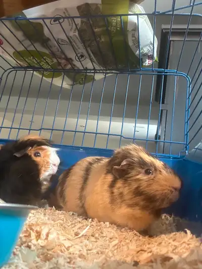 2 Guinea pigs and accessories, View more
