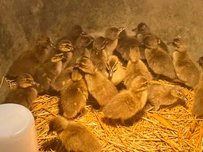 I have 21 Khaki Campbell duck for sale, The last photo is a adult duck that is not for sale