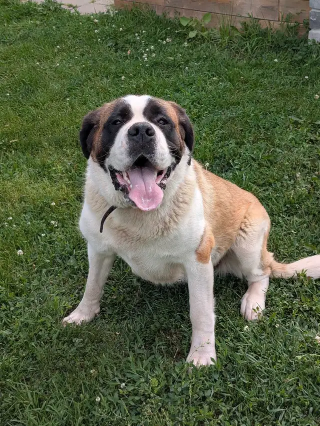 St Bernard 1yr Female in Dogs & Puppies for Rehoming in Hamilton - Image 2
