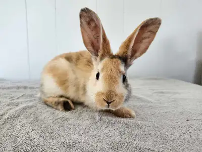 Male baby bunnies looking for homes!, View more
