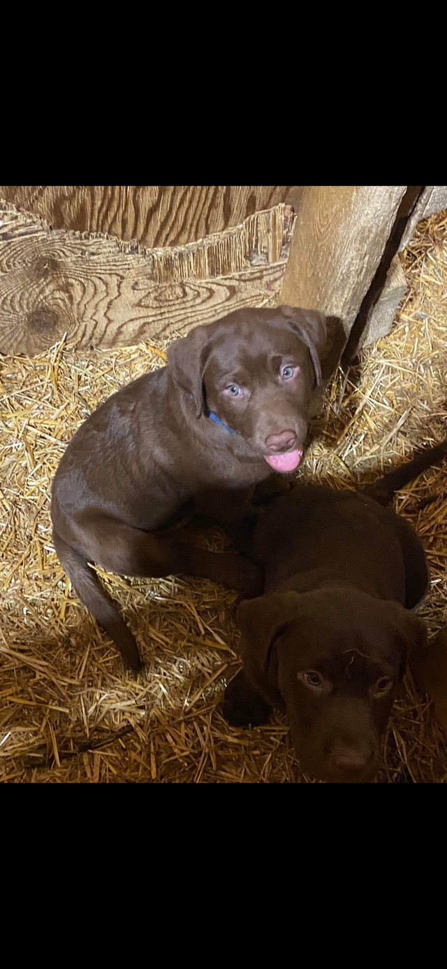 Chocolate Lab/ Labrador Puppies Puppies Dogs & Puppies for Rehoming