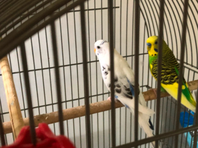 2 Budgies in Birds for Rehoming in Comox / Courtenay / Cumberland - Image 2