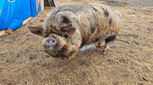 Purebred registered kunekune boar in Livestock in Fredericton