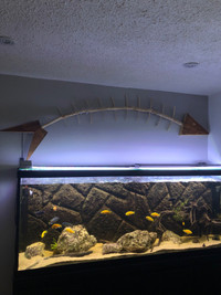 Skeleton fish wall hangers