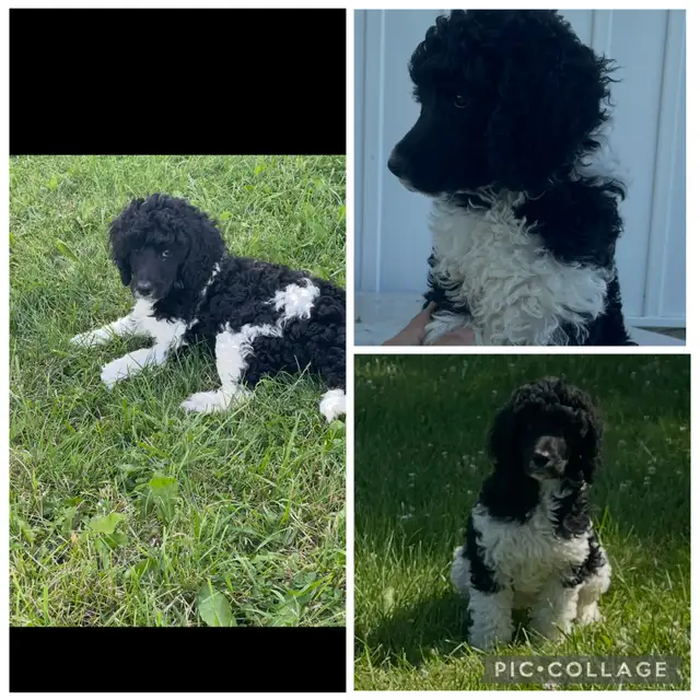 ♥️Darling Female Standard Poodle ♥️ in Dogs & Puppies for Rehoming in Owen Sound - Image 3