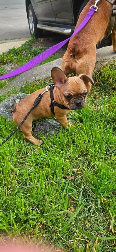 Frenchie, View more
