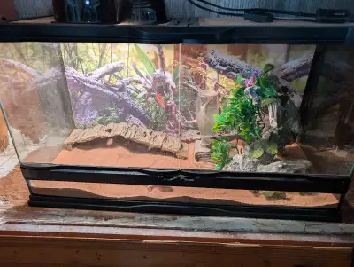 Just bought her a new tank about 6 months ago She's great very friendly and loves to be held will si...
